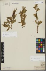 Foto von Salix alba L. x Salix fragilis L.